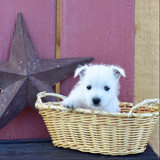 puppy, for, sale, West Highland White Terrier, Amos B. King, dog, breeder, Romney, WV, dog-breeder, puppy-for-sale, forsale, nearby, find, puppyfind, locator, puppylocator, aca