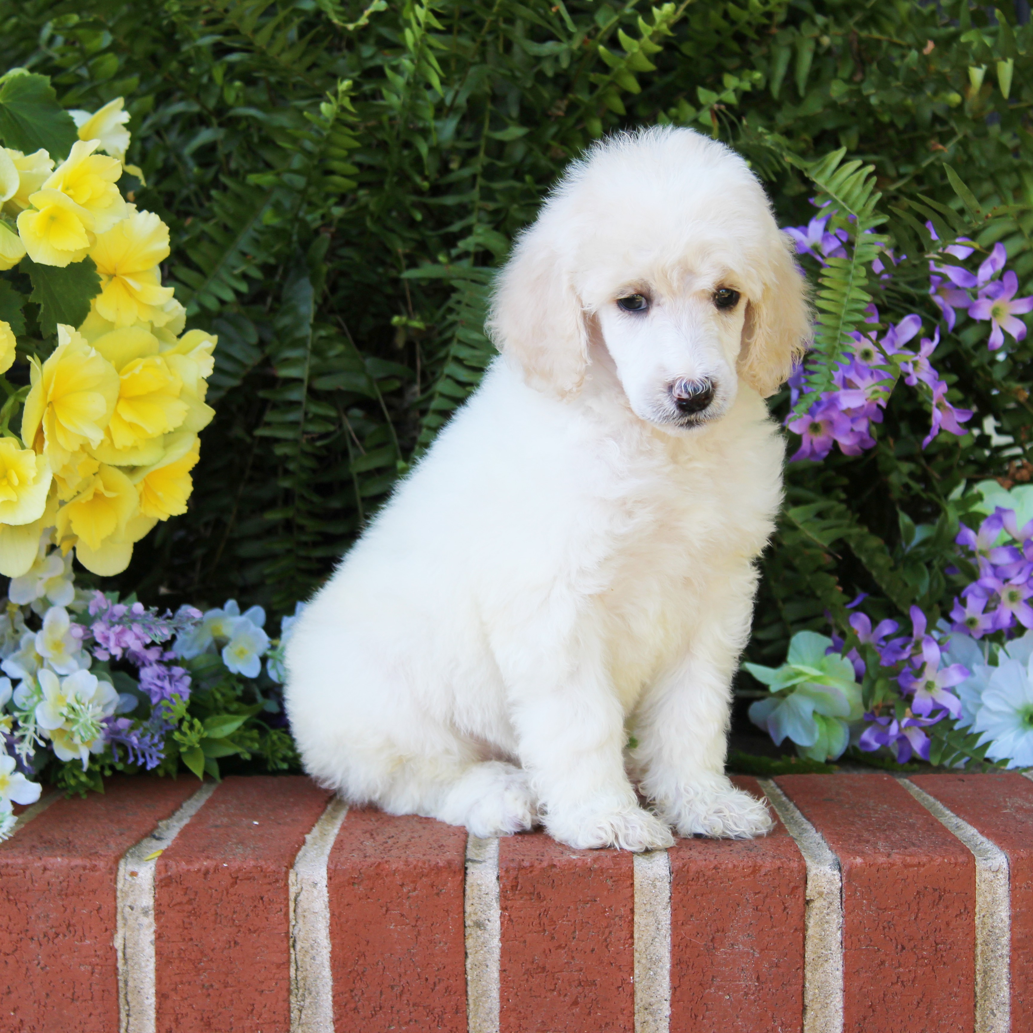 puppy, for, sale, Standard Poodle, John  Stoltzfus, dog, breeder, Christiana, PA, dog-breeder, puppy-for-sale, forsale, nearby, find, puppyfind, locator, puppylocator, aca