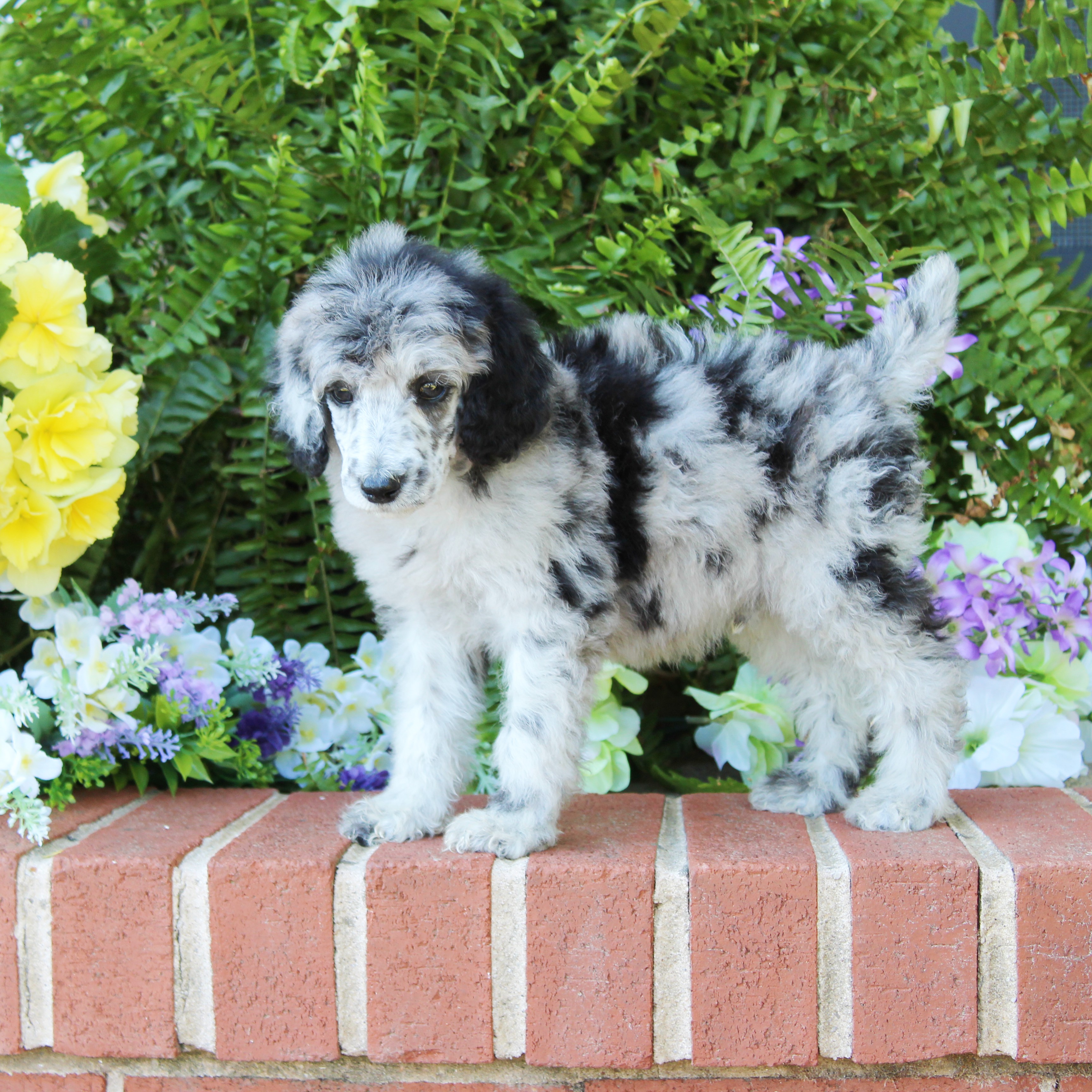 puppy, for, sale, Standard Poodle, John  Stoltzfus, dog, breeder, Christiana, PA, dog-breeder, puppy-for-sale, forsale, nearby, find, puppyfind, locator, puppylocator, aca