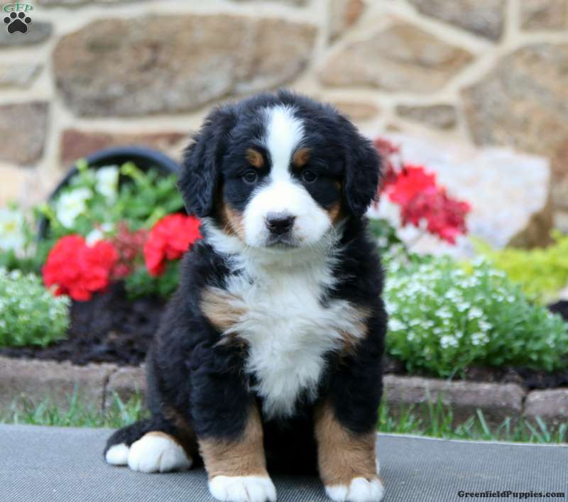 puppy, for, sale, Bernese Mountain Dog, Levi S King, dog, breeder, Narvon, PA, dog-breeder, puppy-for-sale, forsale, nearby, find, puppyfind, locator, puppylocator, aca