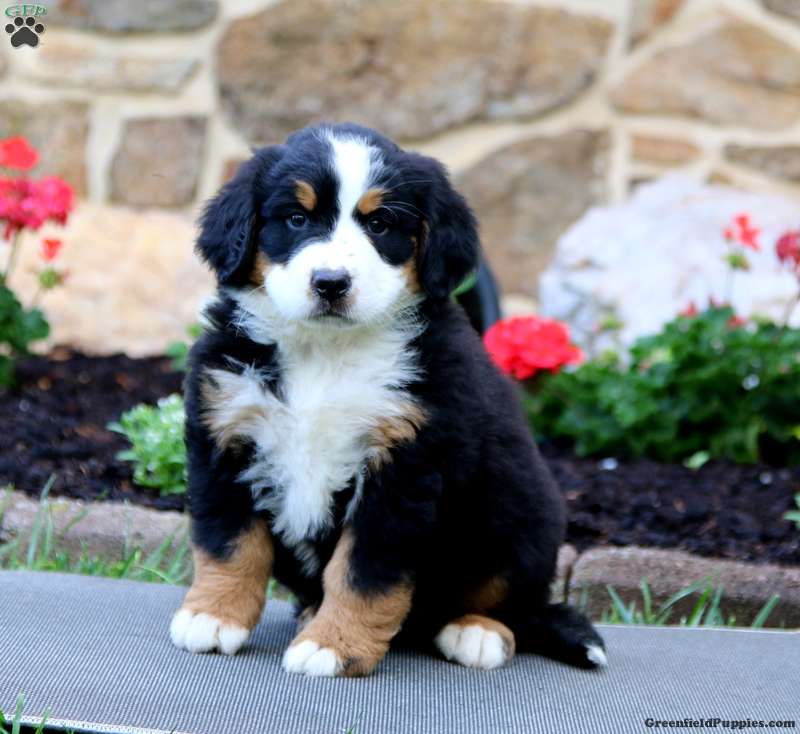 puppy, for, sale, Bernese Mountain Dog, Levi S King, dog, breeder, Narvon, PA, dog-breeder, puppy-for-sale, forsale, nearby, find, puppyfind, locator, puppylocator, aca