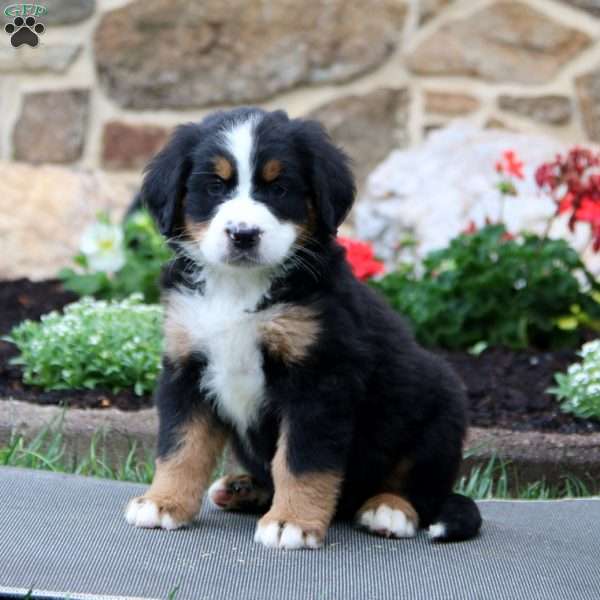 puppy, for, sale, Bernese Mountain Dog, Levi S King, dog, breeder, Narvon, PA, dog-breeder, puppy-for-sale, forsale, nearby, find, puppyfind, locator, puppylocator, aca