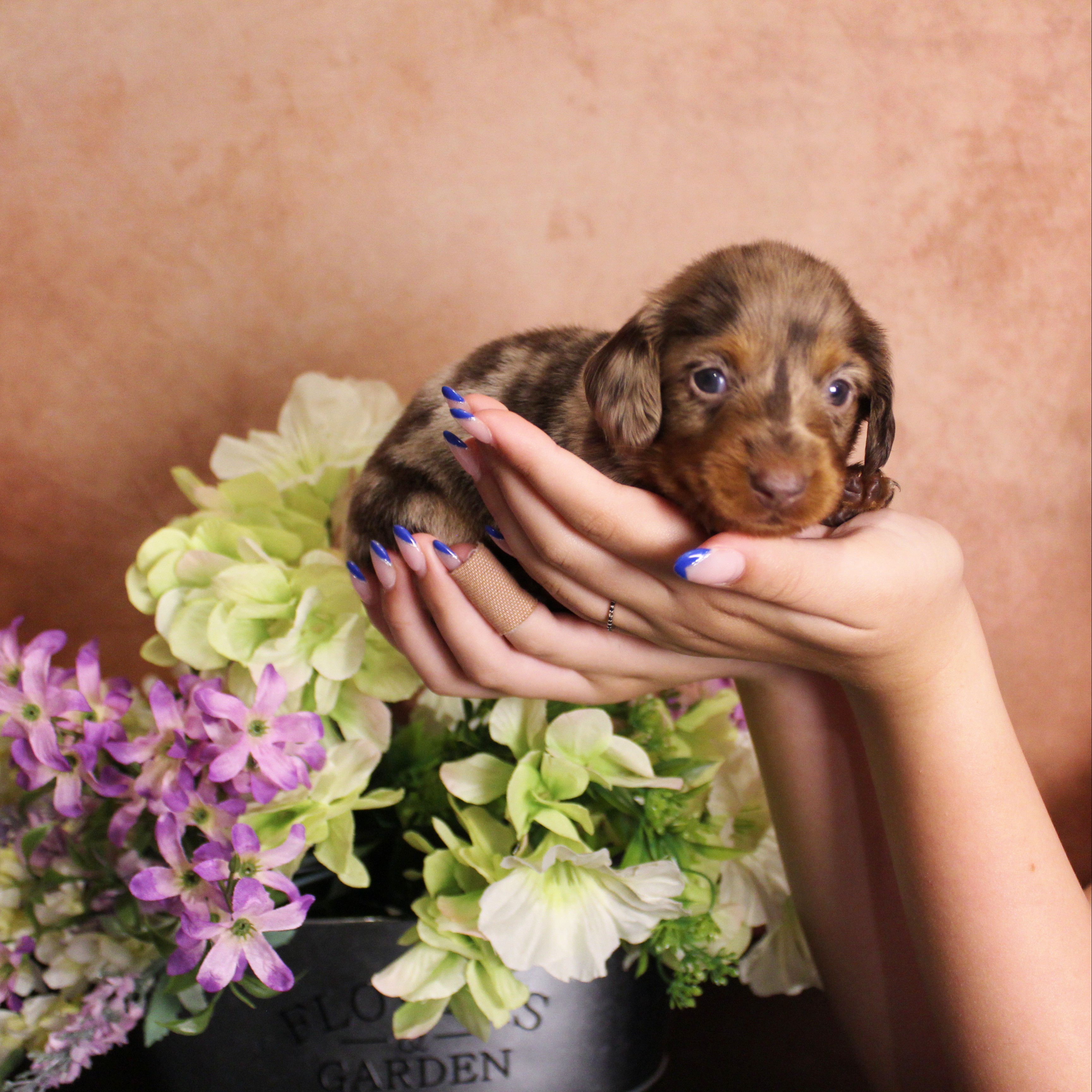 puppy, for, sale, Dachshund, Melvin  King, dog, breeder, Honey Brook, PA, dog-breeder, puppy-for-sale, forsale, nearby, find, puppyfind, locator, puppylocator, aca