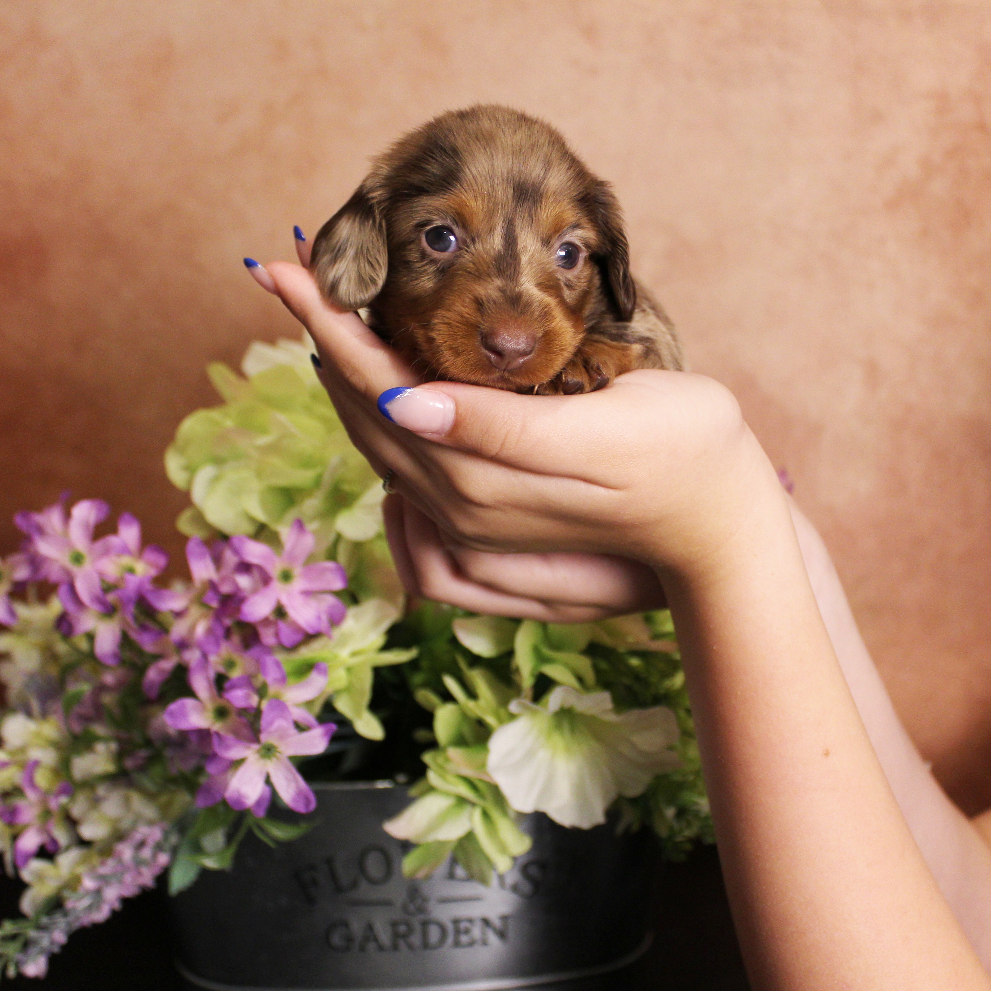 puppy, for, sale, Dachshund, Melvin  King, dog, breeder, Honey Brook, PA, dog-breeder, puppy-for-sale, forsale, nearby, find, puppyfind, locator, puppylocator, aca