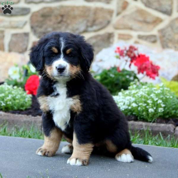 puppy, for, sale, Bernese Mountain Dog, Levi S King, dog, breeder, Narvon, PA, dog-breeder, puppy-for-sale, forsale, nearby, find, puppyfind, locator, puppylocator, aca