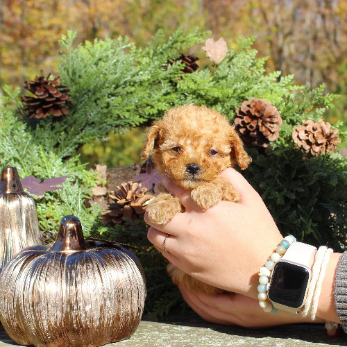 puppy, for, sale, Cavapoo, Daniel J. Stoltzfoos, dog, breeder, Coatesville, PA, dog-breeder, puppy-for-sale, forsale, nearby, find, puppyfind, locator, puppylocator, aca