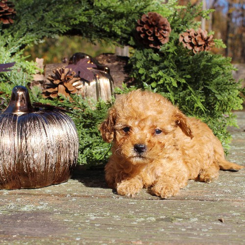 puppy, for, sale, Cavapoo, Daniel J. Stoltzfoos, dog, breeder, Coatesville, PA, dog-breeder, puppy-for-sale, forsale, nearby, find, puppyfind, locator, puppylocator, aca