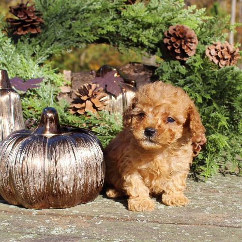 puppy, for, sale, Cavapoo, Daniel J. Stoltzfoos, dog, breeder, Coatesville, PA, dog-breeder, puppy-for-sale, forsale, nearby, find, puppyfind, locator, puppylocator, aca