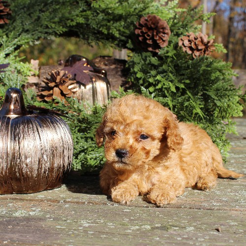 puppy, for, sale, Cavapoo, Daniel J. Stoltzfoos, dog, breeder, Coatesville, PA, dog-breeder, puppy-for-sale, forsale, nearby, find, puppyfind, locator, puppylocator, aca