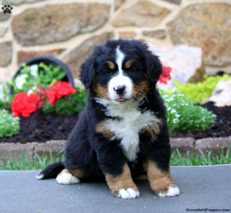 puppy, for, sale, Bernese Mountain Dog, Levi S King, dog, breeder, Narvon, PA, dog-breeder, puppy-for-sale, forsale, nearby, find, puppyfind, locator, puppylocator, aca