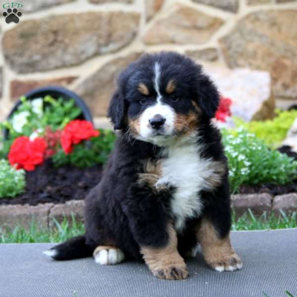 puppy, for, sale, Bernese Mountain Dog, Levi S King, dog, breeder, Narvon, PA, dog-breeder, puppy-for-sale, forsale, nearby, find, puppyfind, locator, puppylocator, aca