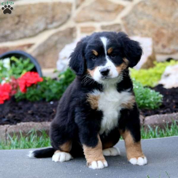 puppy, for, sale, Bernese Mountain Dog, Levi S King, dog, breeder, Narvon, PA, dog-breeder, puppy-for-sale, forsale, nearby, find, puppyfind, locator, puppylocator, aca