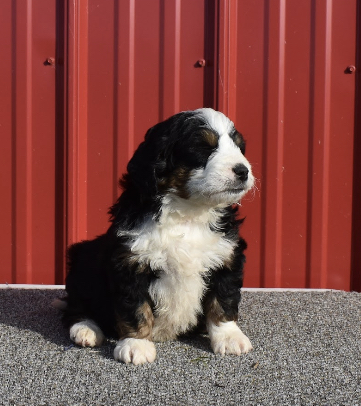 puppy, for, sale, Bernedoodle, Aaron S. King, dog, breeder, Honey Brook, PA, dog-breeder, puppy-for-sale, forsale, nearby, find, puppyfind, locator, puppylocator, aca