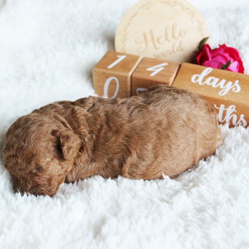 puppy, for, sale, Toy Poodle, Melvin  Fisher, dog, breeder, Coatesville, PA, dog-breeder, puppy-for-sale, forsale, nearby, find, puppyfind, locator, puppylocator, aca