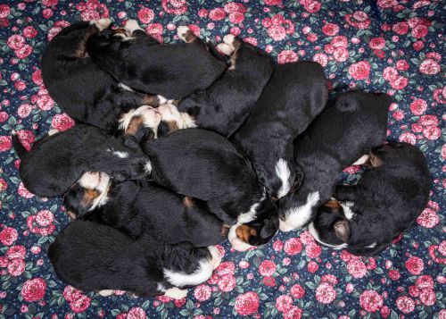 puppy, for, sale, Bernese Mountain Dog, Emanuel  Glick, dog, breeder, Bird-In-Hand, PA, dog-breeder, puppy-for-sale, forsale, nearby, find, puppyfind, locator, puppylocator, aca