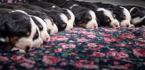 puppy, for, sale, Bernese Mountain Dog, Emanuel  Glick, dog, breeder, Bird-In-Hand, PA, dog-breeder, puppy-for-sale, forsale, nearby, find, puppyfind, locator, puppylocator, aca