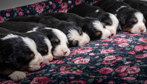 puppy, for, sale, Bernese Mountain Dog, Emanuel  Glick, dog, breeder, Bird-In-Hand, PA, dog-breeder, puppy-for-sale, forsale, nearby, find, puppyfind, locator, puppylocator, aca