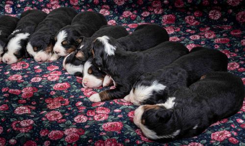 puppy, for, sale, Bernese Mountain Dog, Emanuel  Glick, dog, breeder, Bird-In-Hand, PA, dog-breeder, puppy-for-sale, forsale, nearby, find, puppyfind, locator, puppylocator, aca