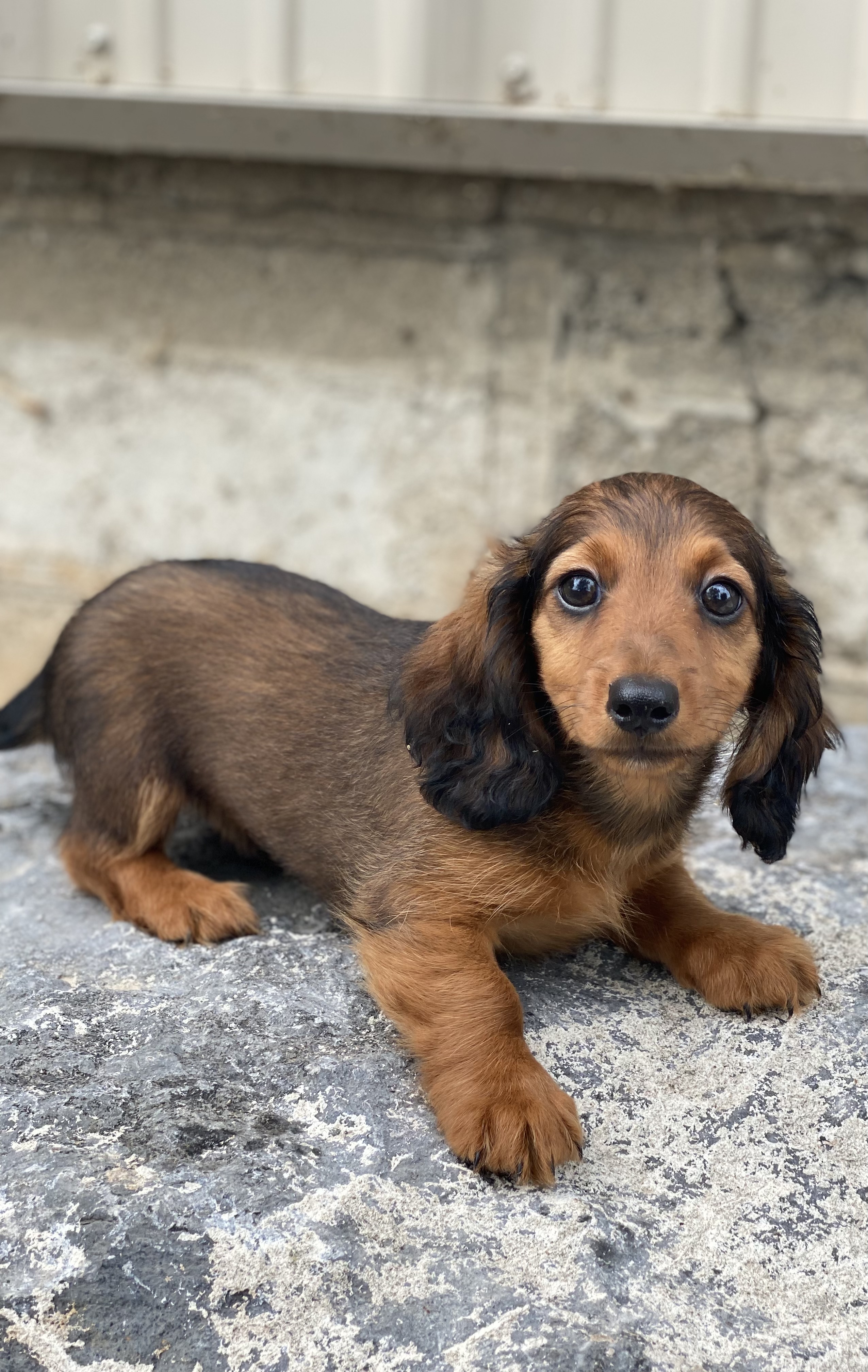 puppy, for, sale, Dachshund, Curtis  Martin, dog, breeder, Seneca Falls, NY, dog-breeder, puppy-for-sale, forsale, nearby, find, puppyfind, locator, puppylocator, aca