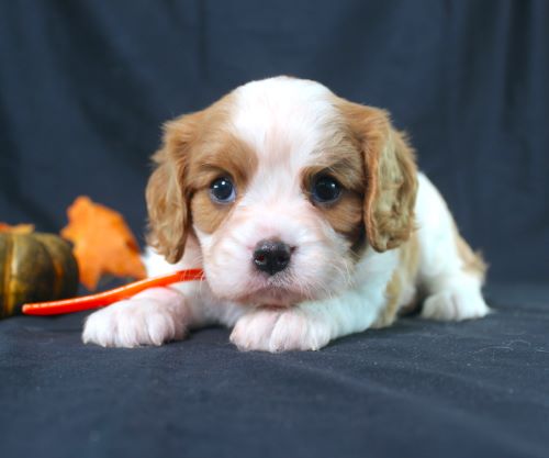 puppy, for, sale, Cavalier King Charles Spaniel, Ivan J. Stoltzfus, dog, breeder, Dornsife, PA, dog-breeder, puppy-for-sale, forsale, nearby, find, puppyfind, locator, puppylocator, aca