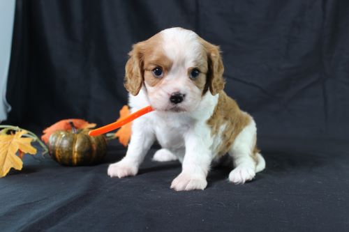 puppy, for, sale, Cavalier King Charles Spaniel, Ivan J. Stoltzfus, dog, breeder, Dornsife, PA, dog-breeder, puppy-for-sale, forsale, nearby, find, puppyfind, locator, puppylocator, aca