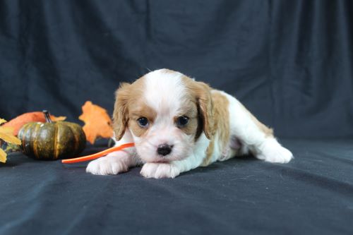 puppy, for, sale, Cavalier King Charles Spaniel, Ivan J. Stoltzfus, dog, breeder, Dornsife, PA, dog-breeder, puppy-for-sale, forsale, nearby, find, puppyfind, locator, puppylocator, aca