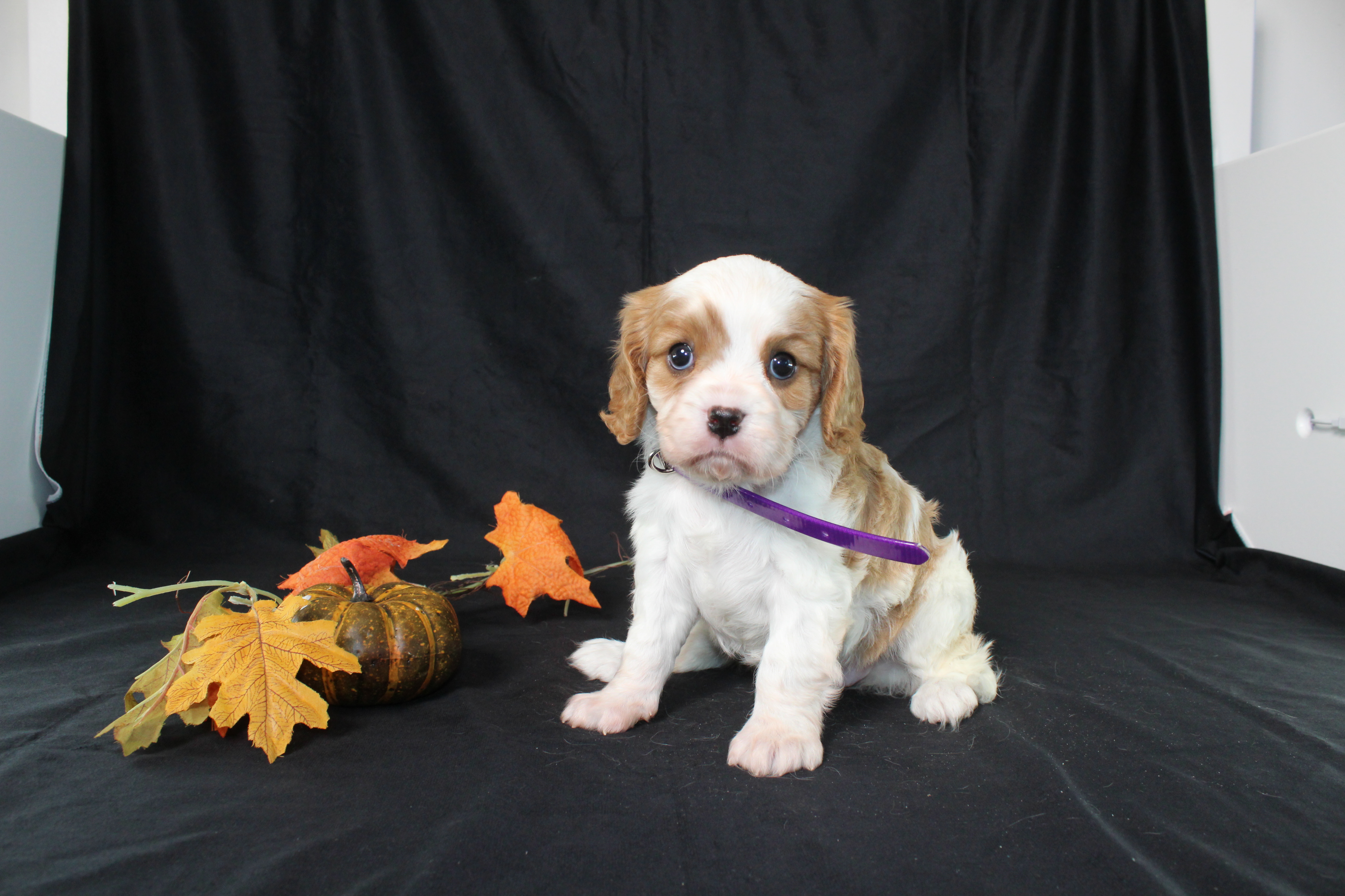 puppy, for, sale, Cavalier King Charles Spaniel, Ivan J. Stoltzfus, dog, breeder, Dornsife, PA, dog-breeder, puppy-for-sale, forsale, nearby, find, puppyfind, locator, puppylocator, aca