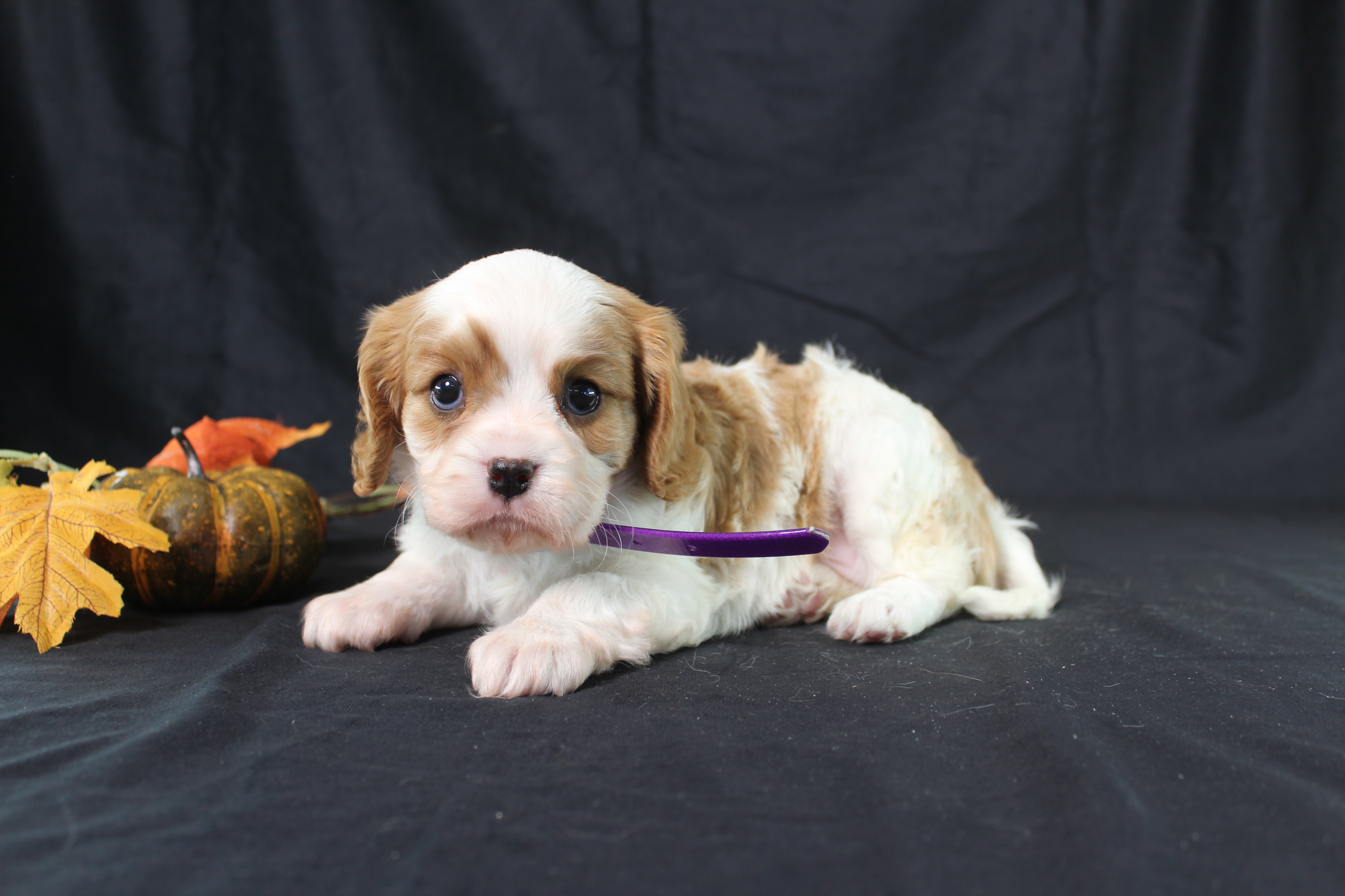 puppy, for, sale, Cavalier King Charles Spaniel, Ivan J. Stoltzfus, dog, breeder, Dornsife, PA, dog-breeder, puppy-for-sale, forsale, nearby, find, puppyfind, locator, puppylocator, aca