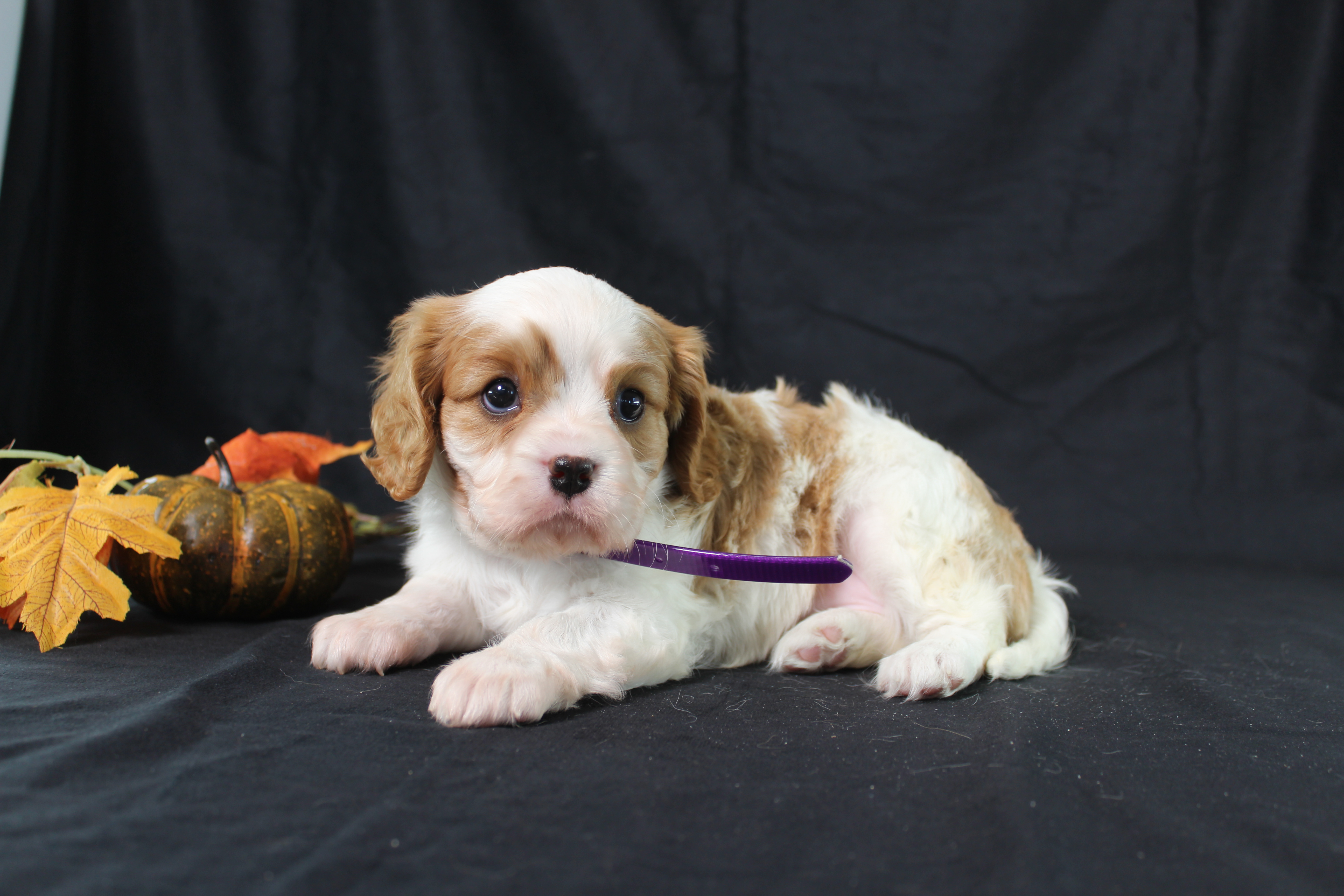 puppy, for, sale, Cavalier King Charles Spaniel, Ivan J. Stoltzfus, dog, breeder, Dornsife, PA, dog-breeder, puppy-for-sale, forsale, nearby, find, puppyfind, locator, puppylocator, aca