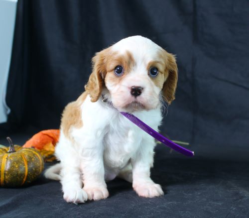 puppy, for, sale, Cavalier King Charles Spaniel, Ivan J. Stoltzfus, dog, breeder, Dornsife, PA, dog-breeder, puppy-for-sale, forsale, nearby, find, puppyfind, locator, puppylocator, aca