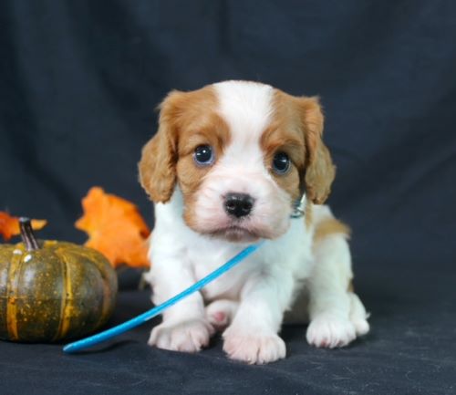 puppy, for, sale, Cavalier King Charles Spaniel, Ivan J. Stoltzfus, dog, breeder, Dornsife, PA, dog-breeder, puppy-for-sale, forsale, nearby, find, puppyfind, locator, puppylocator, aca