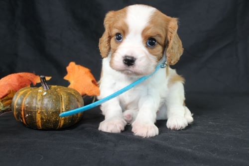 puppy, for, sale, Cavalier King Charles Spaniel, Ivan J. Stoltzfus, dog, breeder, Dornsife, PA, dog-breeder, puppy-for-sale, forsale, nearby, find, puppyfind, locator, puppylocator, aca