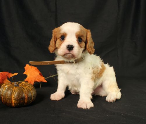 puppy, for, sale, Cavalier King Charles Spaniel, Ivan J. Stoltzfus, dog, breeder, Dornsife, PA, dog-breeder, puppy-for-sale, forsale, nearby, find, puppyfind, locator, puppylocator, aca