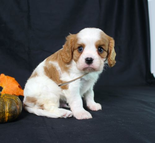 puppy, for, sale, Cavalier King Charles Spaniel, Ivan J. Stoltzfus, dog, breeder, Dornsife, PA, dog-breeder, puppy-for-sale, forsale, nearby, find, puppyfind, locator, puppylocator, aca