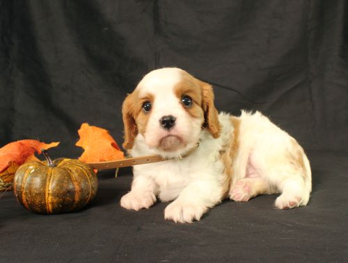 puppy, for, sale, Cavalier King Charles Spaniel, Ivan J. Stoltzfus, dog, breeder, Dornsife, PA, dog-breeder, puppy-for-sale, forsale, nearby, find, puppyfind, locator, puppylocator, aca