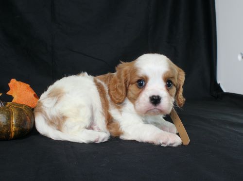 puppy, for, sale, Cavalier King Charles Spaniel, Ivan J. Stoltzfus, dog, breeder, Dornsife, PA, dog-breeder, puppy-for-sale, forsale, nearby, find, puppyfind, locator, puppylocator, aca