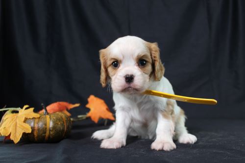 puppy, for, sale, Cavalier King Charles Spaniel, Ivan J. Stoltzfus, dog, breeder, Dornsife, PA, dog-breeder, puppy-for-sale, forsale, nearby, find, puppyfind, locator, puppylocator, aca