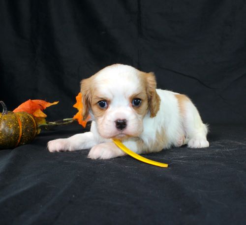 puppy, for, sale, Cavalier King Charles Spaniel, Ivan J. Stoltzfus, dog, breeder, Dornsife, PA, dog-breeder, puppy-for-sale, forsale, nearby, find, puppyfind, locator, puppylocator, aca