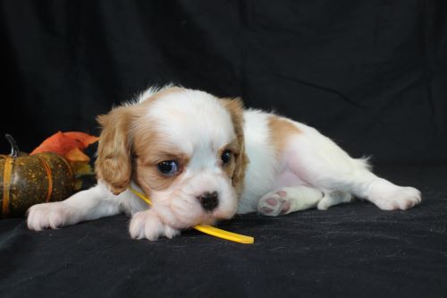 puppy, for, sale, Cavalier King Charles Spaniel, Ivan J. Stoltzfus, dog, breeder, Dornsife, PA, dog-breeder, puppy-for-sale, forsale, nearby, find, puppyfind, locator, puppylocator, aca