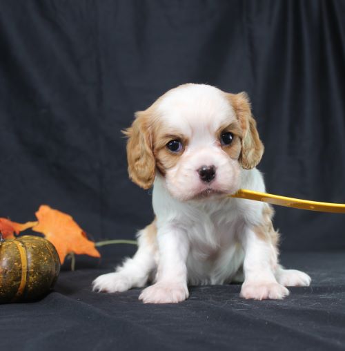 puppy, for, sale, Cavalier King Charles Spaniel, Ivan J. Stoltzfus, dog, breeder, Dornsife, PA, dog-breeder, puppy-for-sale, forsale, nearby, find, puppyfind, locator, puppylocator, aca