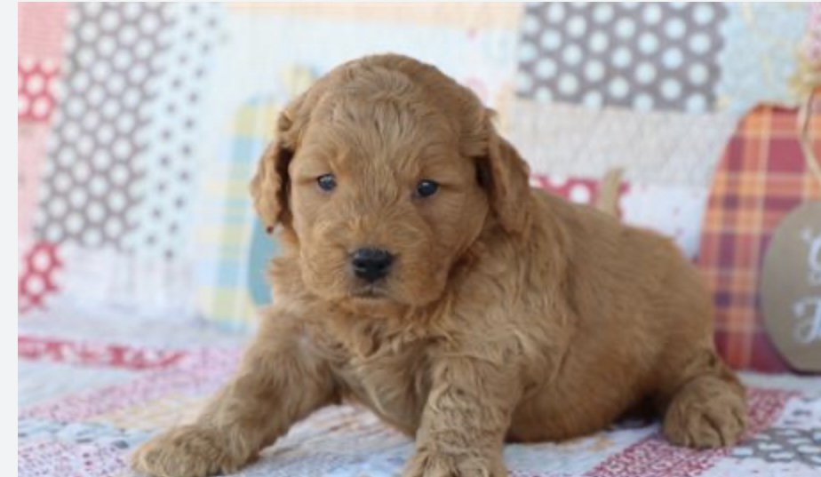 puppy, for, sale, Mini Golden Doodle 2nd Gen, Nationwide Puppies  , dog, breeder, New York, NY, dog-breeder, puppy-for-sale, forsale, nearby, find, puppyfind, locator, puppylocator, aca