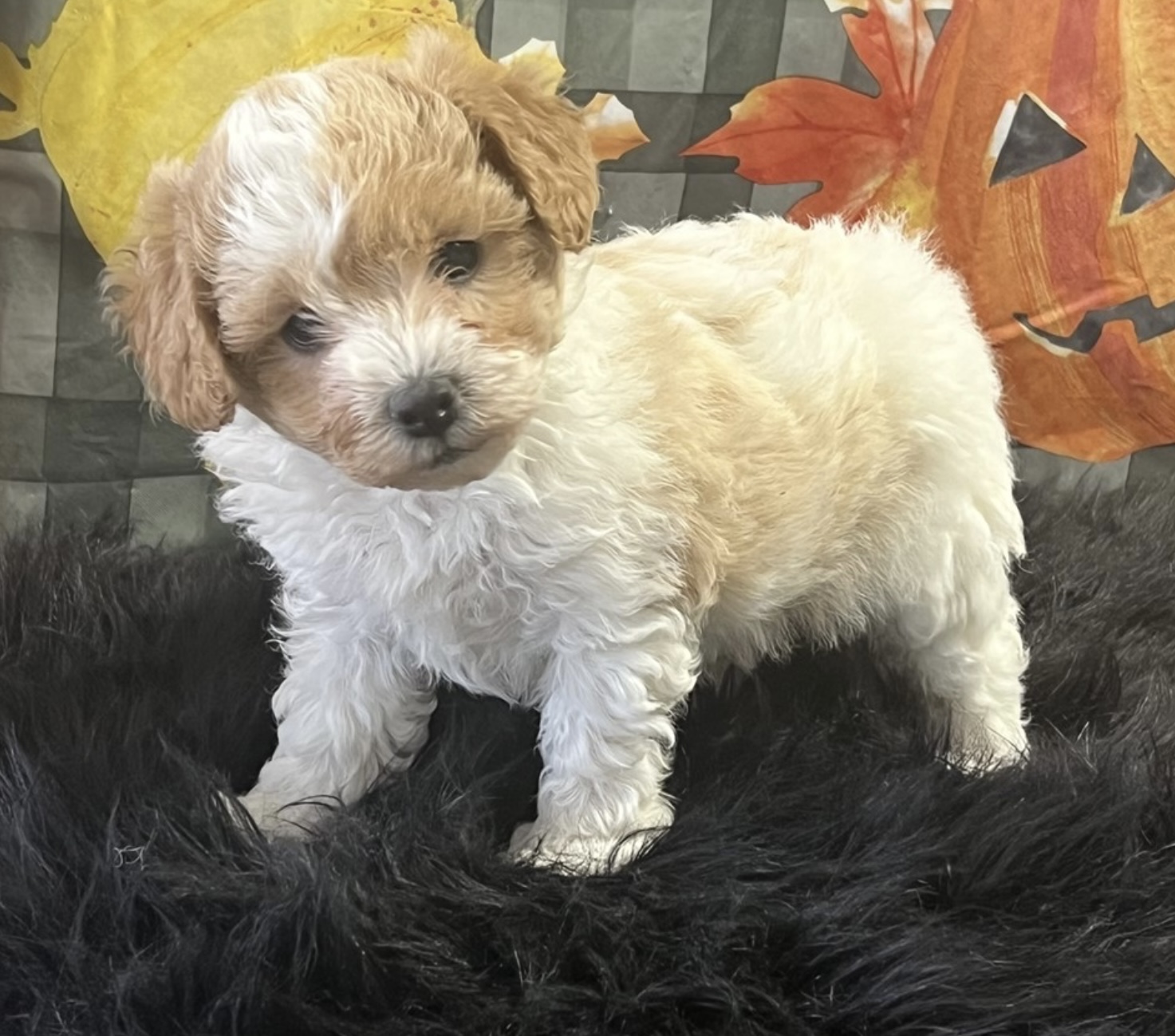 puppy, for, sale, Mini Poodle, Nationwide Puppies  , dog, breeder, New York, NY, dog-breeder, puppy-for-sale, forsale, nearby, find, puppyfind, locator, puppylocator, aca