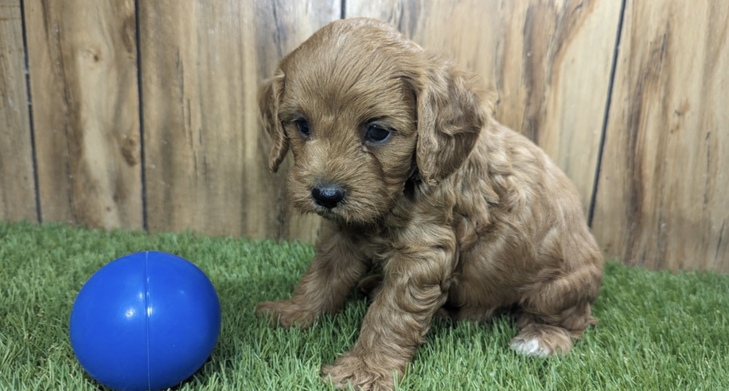 puppy, for, sale, Cav A Poo, Nationwide Puppies  , dog, breeder, New York, NY, dog-breeder, puppy-for-sale, forsale, nearby, find, puppyfind, locator, puppylocator, aca