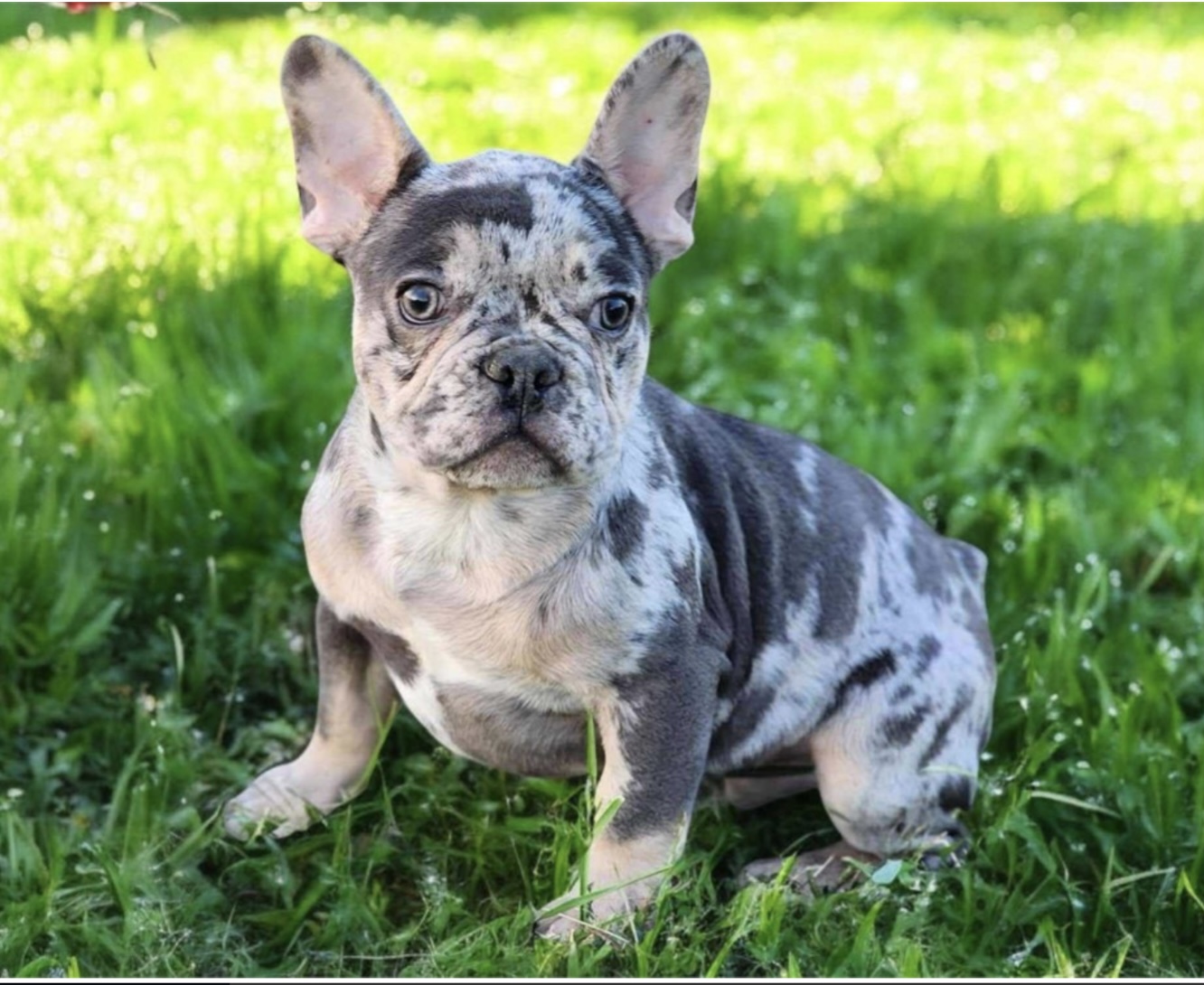 puppy, for, sale, French Bulldog, Nationwide Puppies  , dog, breeder, New York, NY, dog-breeder, puppy-for-sale, forsale, nearby, find, puppyfind, locator, puppylocator, aca