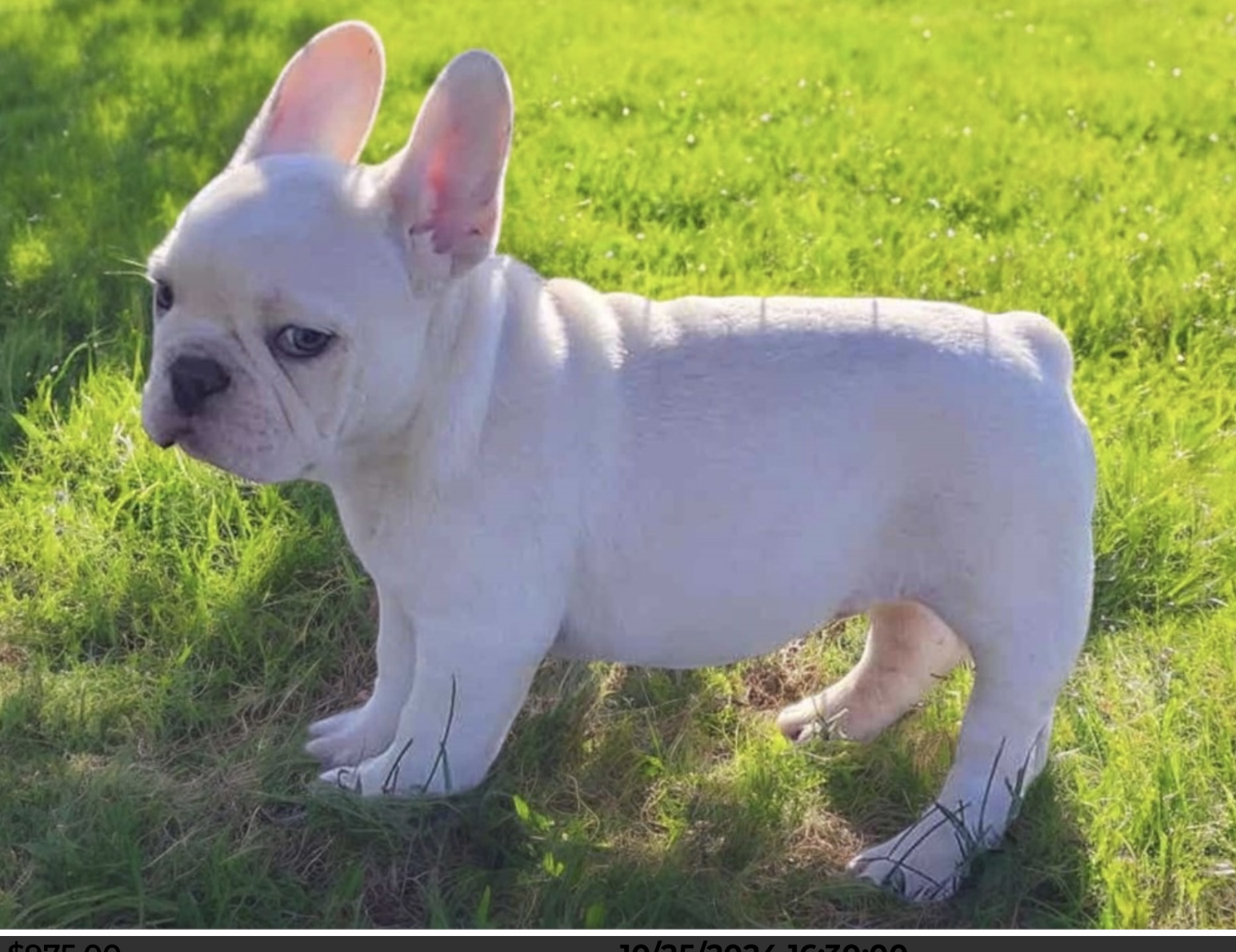 puppy, for, sale, FRENCH BULL DOG, Nationwide Puppies  , dog, breeder, New York, NY, dog-breeder, puppy-for-sale, forsale, nearby, find, puppyfind, locator, puppylocator, aca