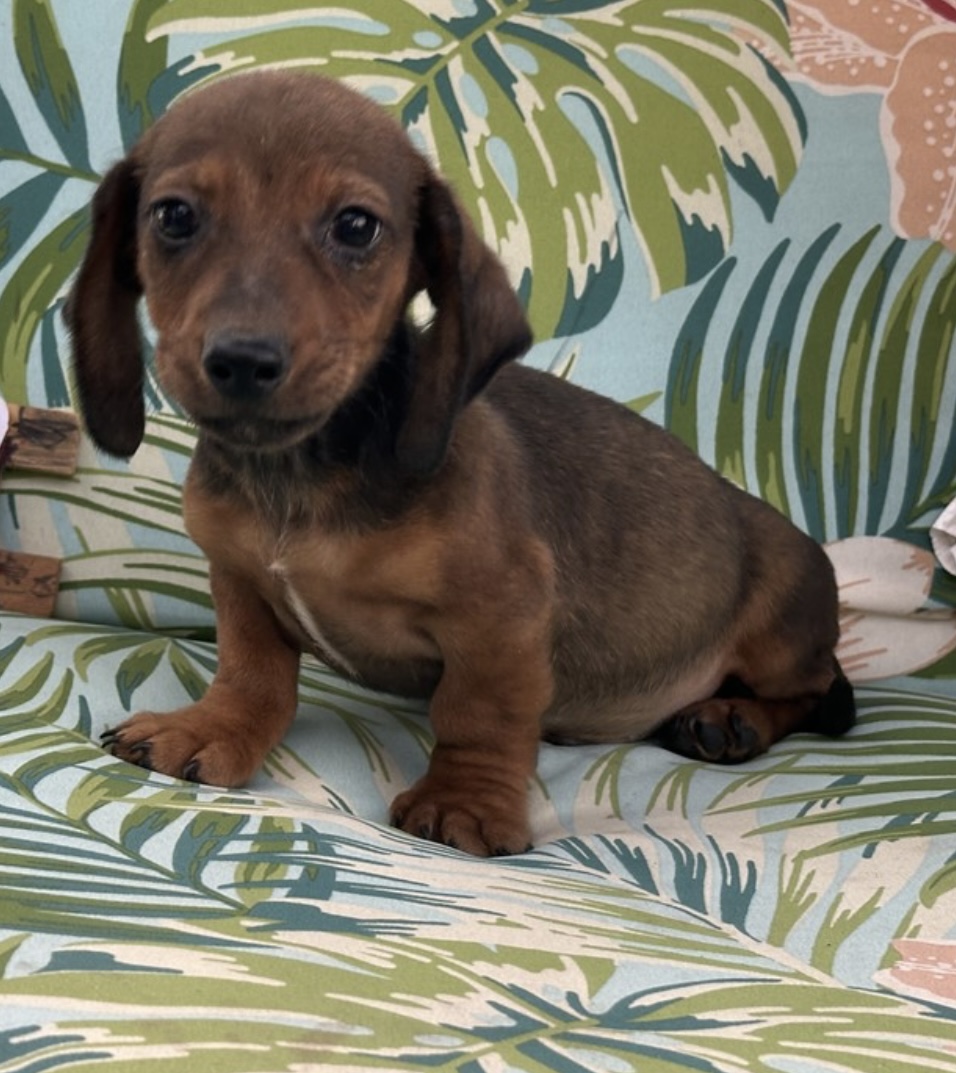 puppy, for, sale, Mini Dachshund, Nationwide Puppies  , dog, breeder, New York, NY, dog-breeder, puppy-for-sale, forsale, nearby, find, puppyfind, locator, puppylocator, aca