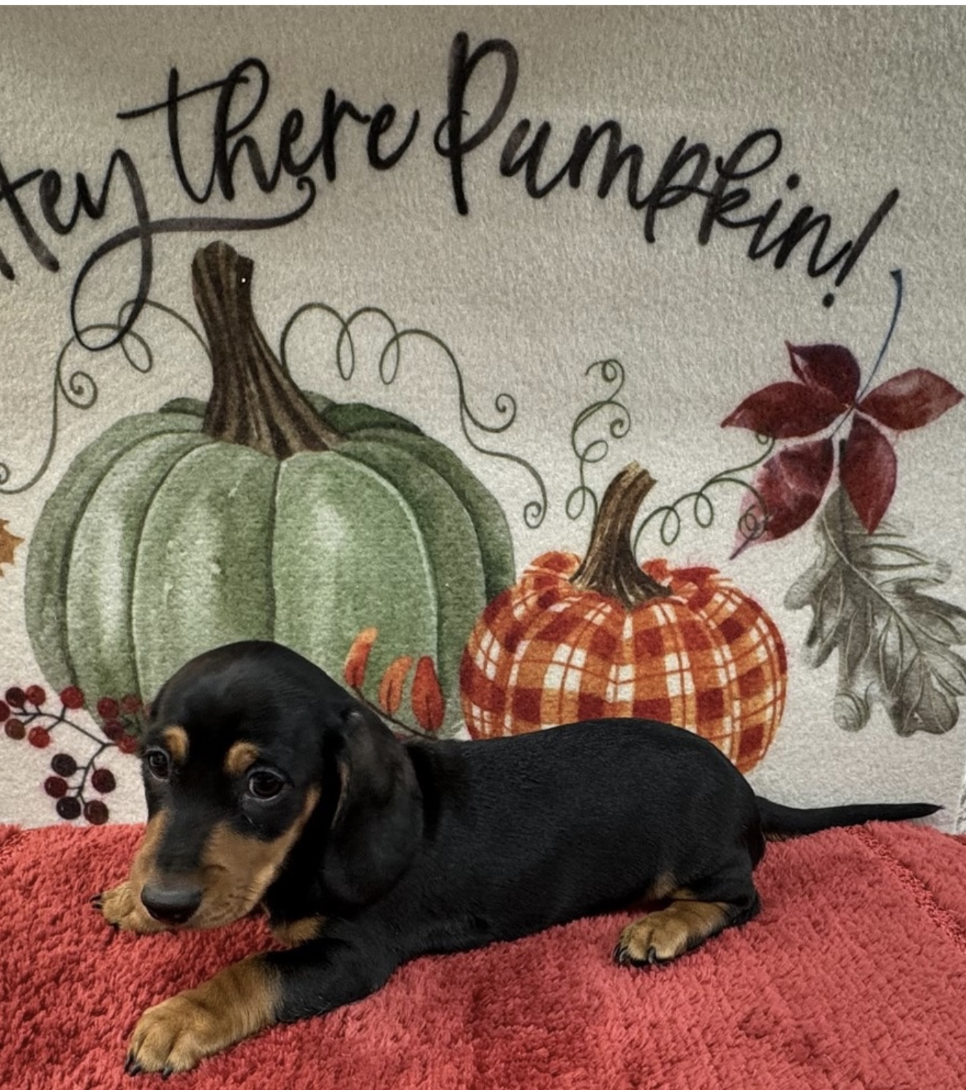 puppy, for, sale, Mini Dachshund, Nationwide Puppies  , dog, breeder, New York, NY, dog-breeder, puppy-for-sale, forsale, nearby, find, puppyfind, locator, puppylocator, aca