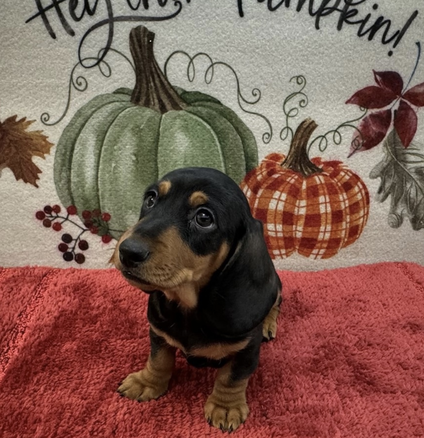 puppy, for, sale, Mini Dachshund, Nationwide Puppies  , dog, breeder, New York, NY, dog-breeder, puppy-for-sale, forsale, nearby, find, puppyfind, locator, puppylocator, aca