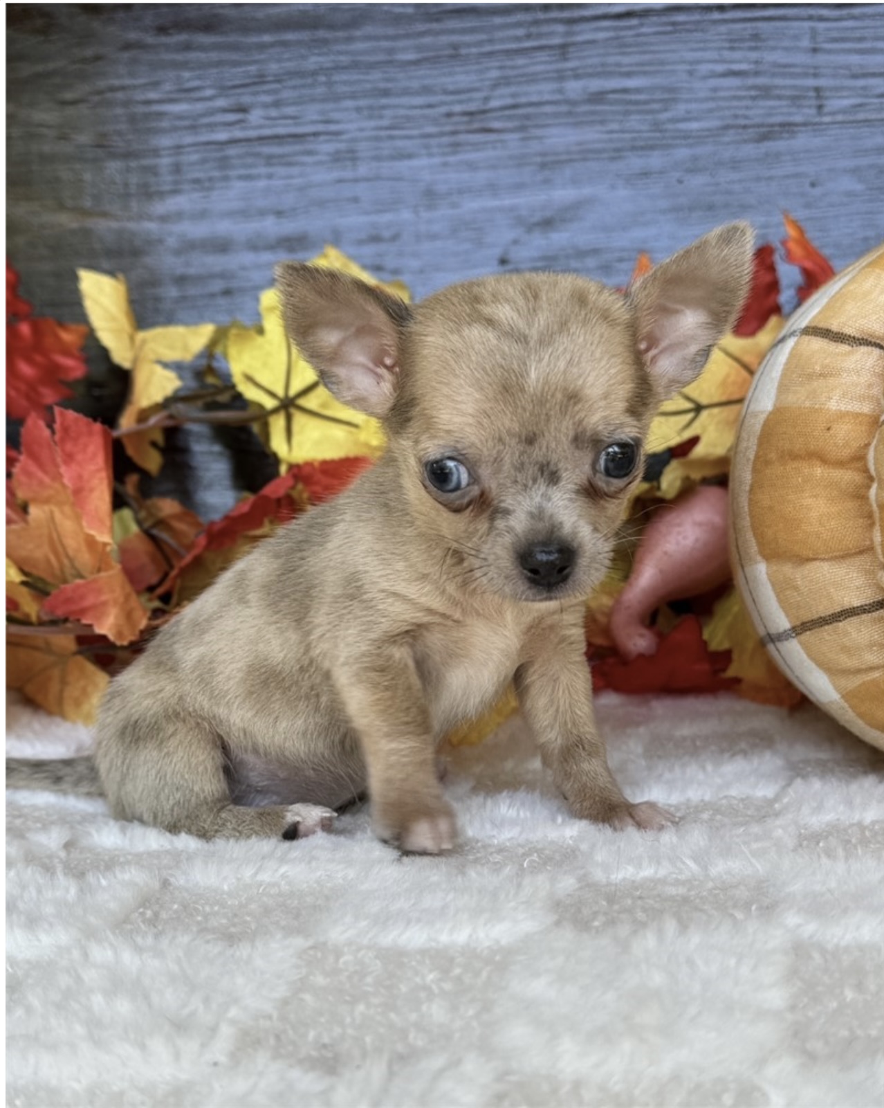 puppy, for, sale, Chihauhau, Nationwide Puppies  , dog, breeder, New York, NY, dog-breeder, puppy-for-sale, forsale, nearby, find, puppyfind, locator, puppylocator, aca