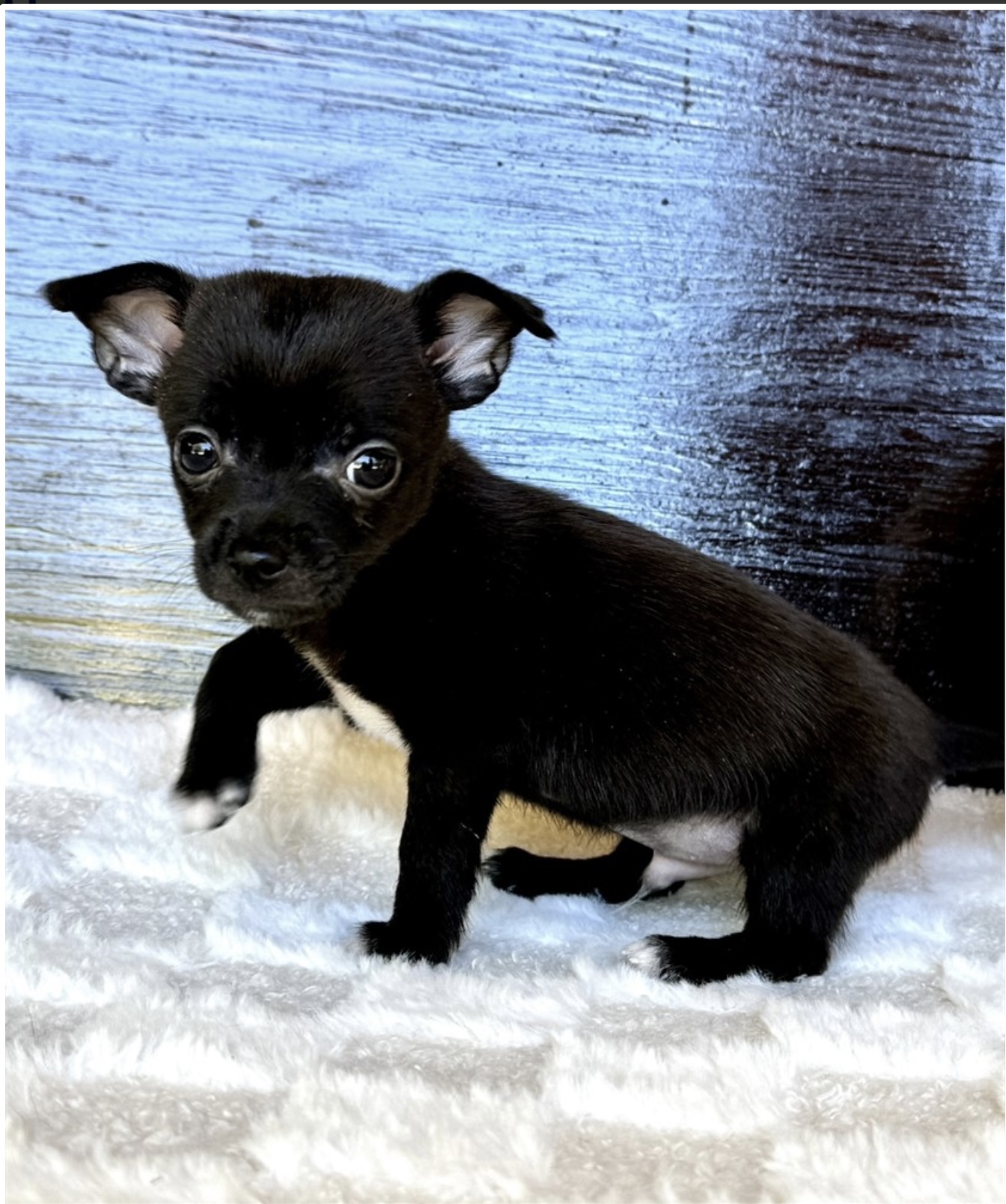 puppy, for, sale, Chihauhau, Nationwide Puppies  , dog, breeder, New York, NY, dog-breeder, puppy-for-sale, forsale, nearby, find, puppyfind, locator, puppylocator, aca